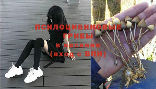 хмурый Аркадак